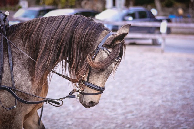 g49b11fb877a3a9717d068f80ab6df9d28ca2622aa2df543bcaa251255fa8b2610f21c5946d52848688c05b41dc51fbc2a202b3045a7919879c58c94151928f91_640